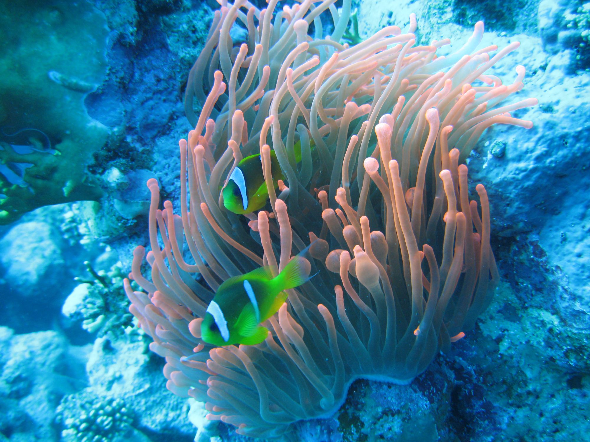 A red anemone with two clownfish, surrounded by deep blue reef.