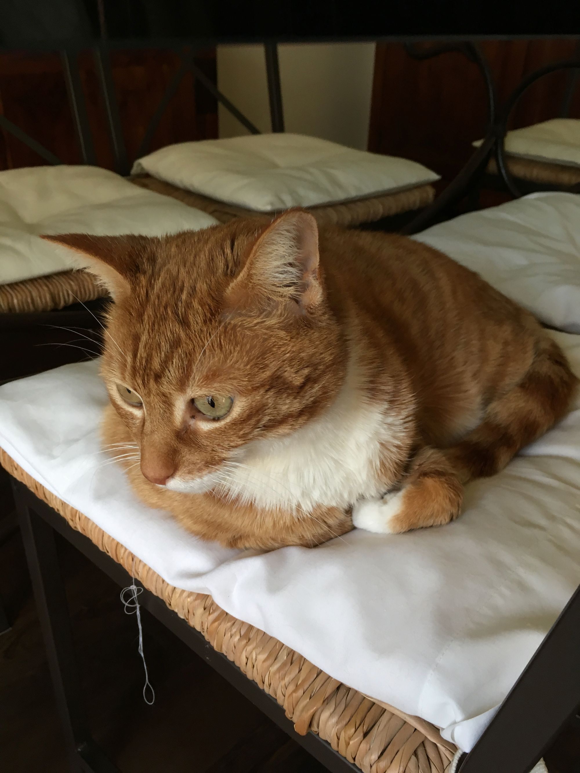 A ginger cat lounging on a chair