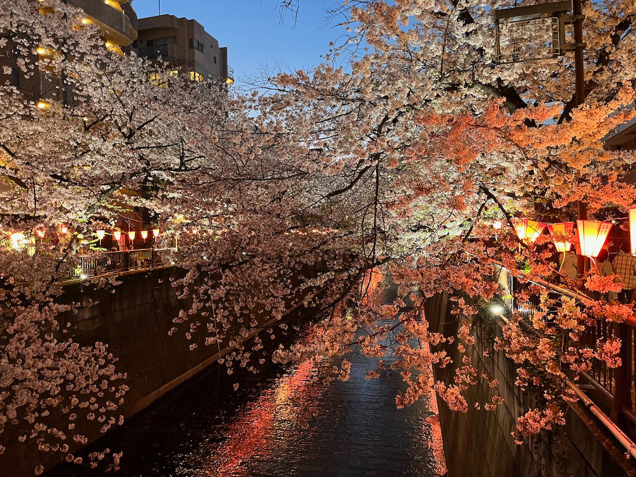 Blossoming cherry trees cover most of the picture from the sides of a shallow canal. The canal is lined and lit by traditional Japanese lamps, that reflect a pink glow on the water.
