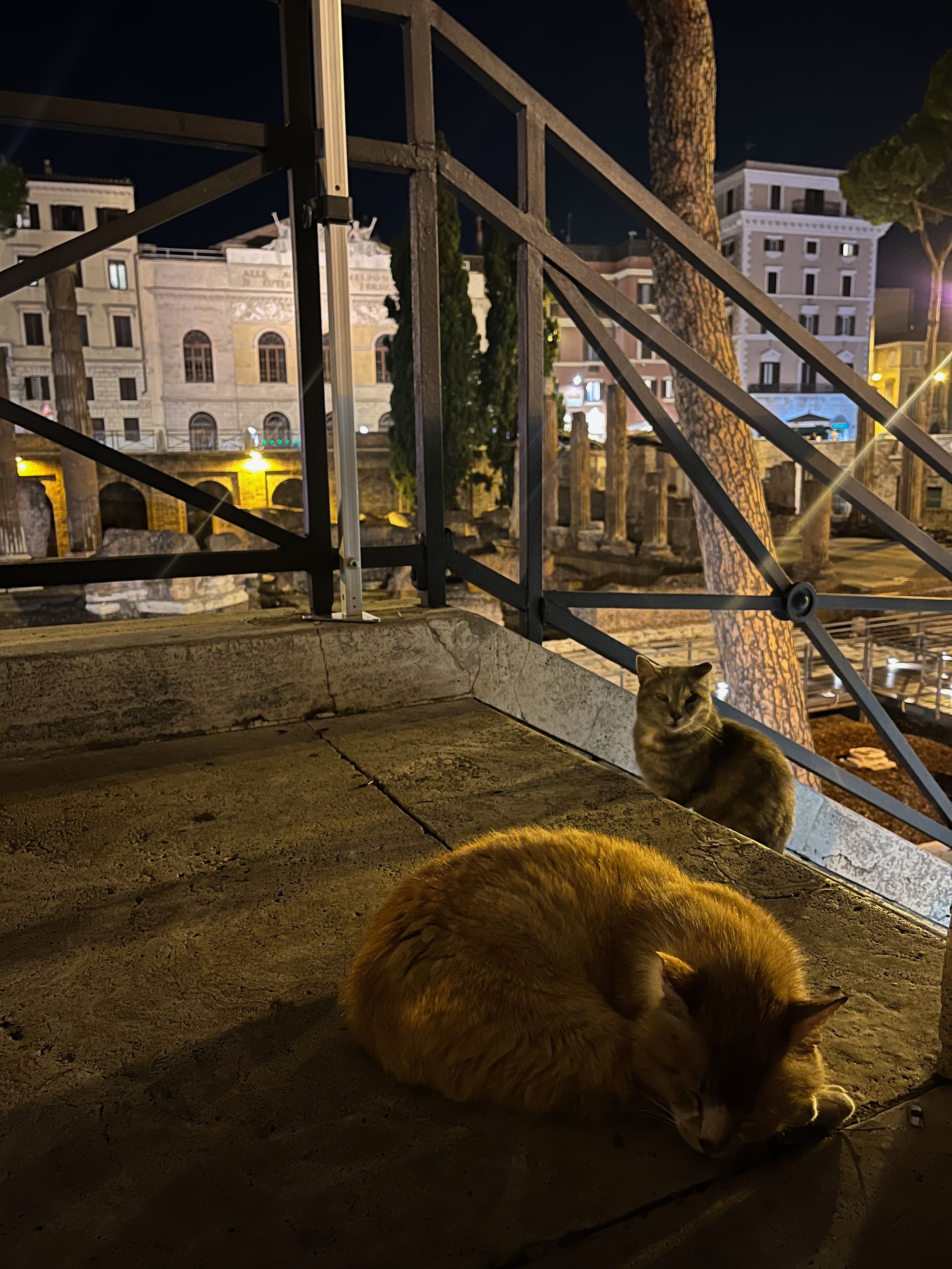 A calico cat sleeps in the foreground, another cat is sitting down a step behind it, and behind them and a rail is a archaeological site with trees and columns. Further back, buildings.