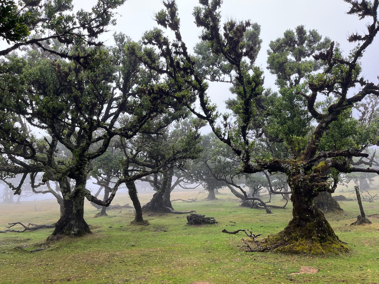 A group of gnarled, moss-covered trees with thick trunks and twisted branches standing on a foggy, green field, creating a mysterious and enchanting atmosphere.